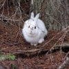 Snowshoe Hares Predated For Wearing White Out Of Season