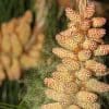 Nature: How Conifer Trees Pollinate