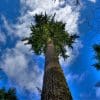 Nature: Healing Plants