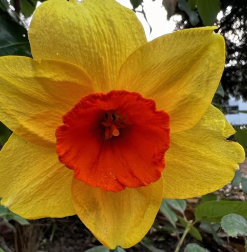 Daffodil CUp
